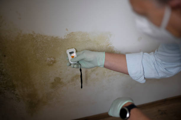 Best Fast Mold Removal  in Sun Valley, PA